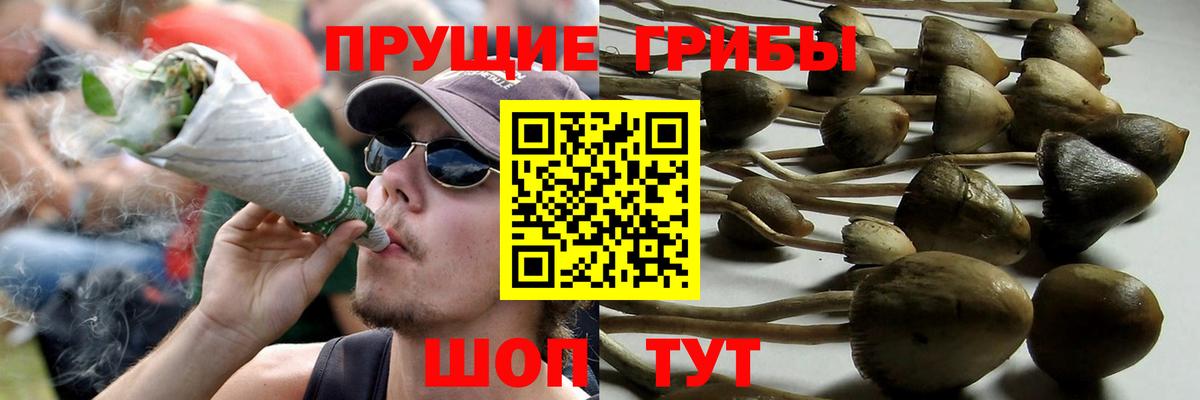 Галлюциногенные грибы Magic Shrooms Камышлов